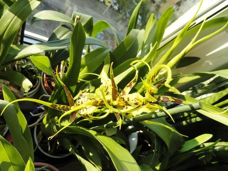 Orchideák 33,  Brassia