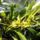Orchideak_33__brassia_1716700_8735_t