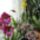 Orchideak_3_1716645_1381_t