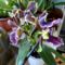 Orchideák 3; Zygopetalum