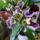 Orchideak_3_zygopetalum_1716670_6476_t