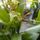 Orchideak_4_1716671_1632_t