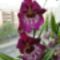 Orchideák 4;  Miltónia