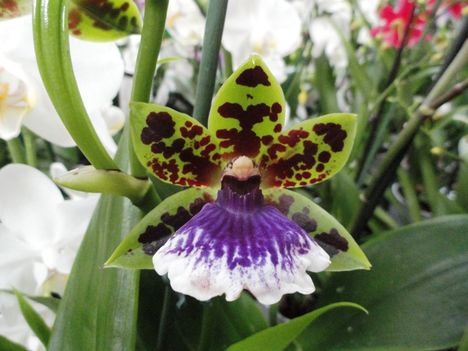 Orchideák 4 ; Zygopetalum