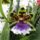 Orchideak_4__zygopetalum_1716733_7672_t