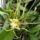 Orchideak_5_1716672_1692_t