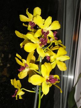 Orchideák 5;  Dendrobium