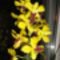 Orchideák 5;  Dendrobium