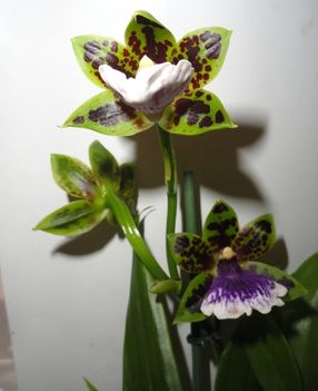Orchideák 5; Zygopetalum