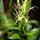 Orchideak_6_1716673_4530_t