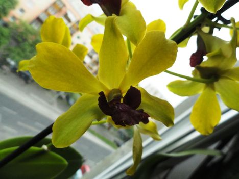 Orchideák 6 Dendrobium