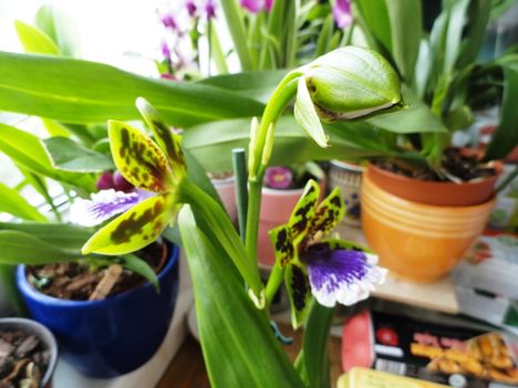 Orchideák 6; Zygopetalum