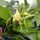 Orchideak_7-001_1716674_2616_t