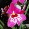 Orchideák 8; Miltónia