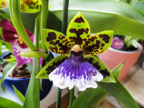 Orchideák 8; Zygopetalum