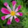 Pillango-001_1716211_8155_t
