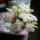 Anyue-001_1717827_8425_t