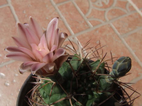 Gymnocalycium pungens