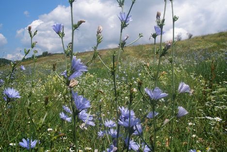 Mezei katáng (Cichorium intybus L.): a természetben így néz ki ez a csoda