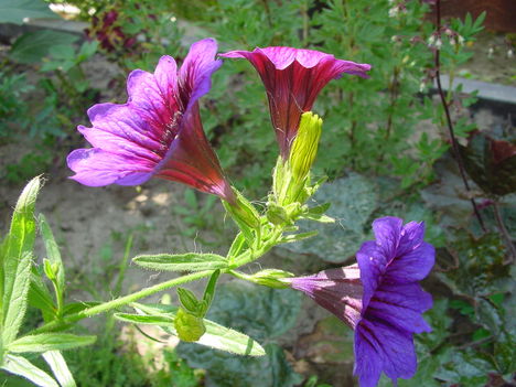 Trombitavirágok 3