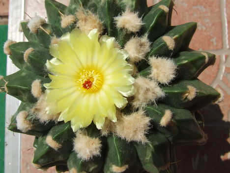 Wigginsia arechavaletai