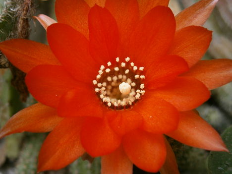 A kaktusz virága