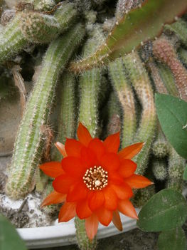 A kaktusz virága 2.