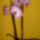 Bartus_timi_orchideai_1718948_7741_t