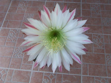 Cereus aethiops