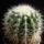 Echinocactus_grusonii_valba_1718051_1660_t