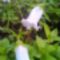 Fehér harangvirág