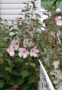 Hibiszkusz 