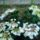 Hortenzia_1718217_8042_t