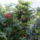 Kavalkad_1718238_8391_t