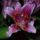 Lila_liliom_1718324_9771_t