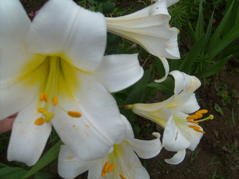 Liliom 5.