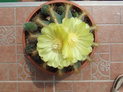 Notocactus magnificus