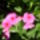 Pistike_1718110_9356_t