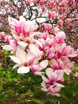 rózsaszin virágzó faág