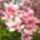 Rozsaszin_viragzo_faag_1718327_2458_t
