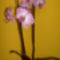 Valentin napi orchideám