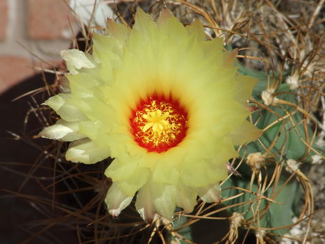 Astrophytum senile v. aureum