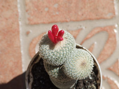 Epithelantha micromeris ssp. pachyrhiza