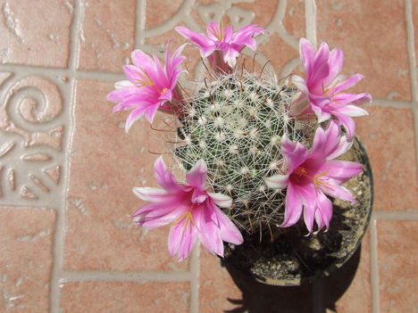 Mammillaria boolii