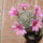 Mammillaria_boolii_1719985_9349_t