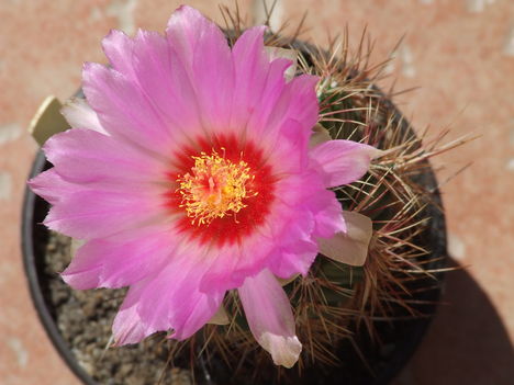 Thelocactus bicolor