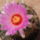 Thelocactus_bicolor_1719958_5892_t