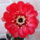 Dscf7205_1701019_6437_t