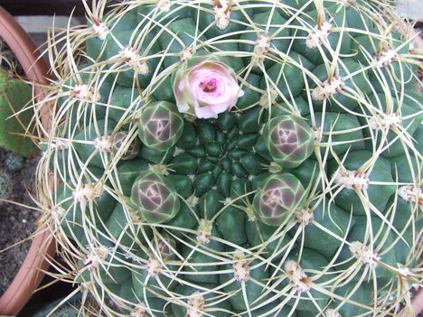 DSCF7229