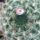 Dscf7229_1701612_4289_t